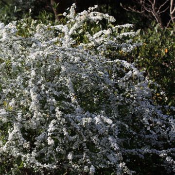 Spiraea thunbergii - Spirée de Thunberg