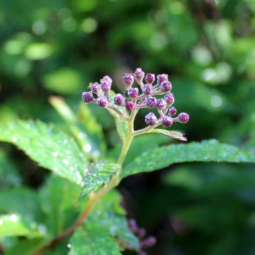 Spirée japonaise - Spiraea japonica Dart's Red