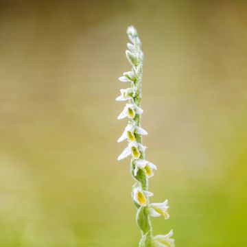 Spiranthes cernua var odorata Chadd s Ford