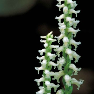 Spiranthes cernua var odorata Chadd s Ford