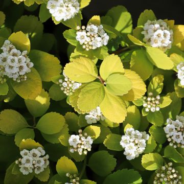 Spiraea betulifolia Island - Spirée à feuilles de bouleau