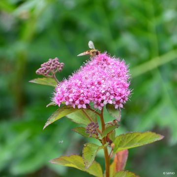 Spiraea japonica Merlo Green - Spirée japonaise