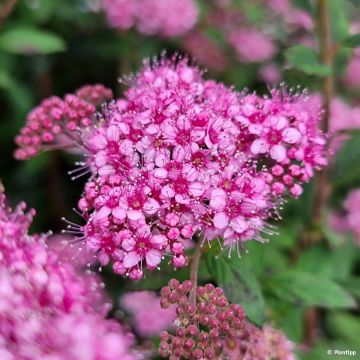 Spiraea japonica Odessa - Spirée japonaise