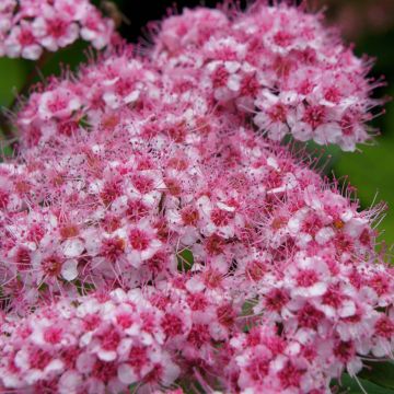 Spirée japonaise Sparkling Champagne - Spiraea japonica 