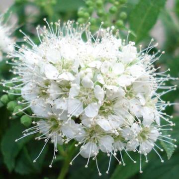 Spiree Japonica  albiflora
