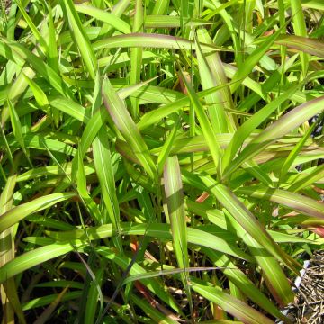 Spodiopogon sibiricus West Lake - Graminée d'ornement