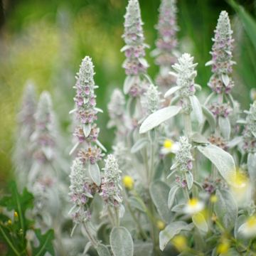 Stachys byzantina Silver Carpet - Oreille d'ours