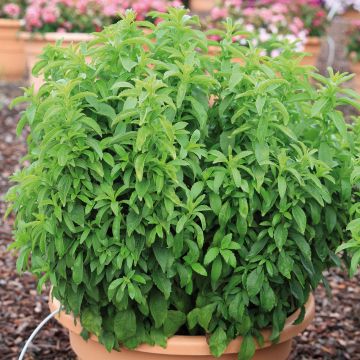 Stevia rebaudiana Sweet Honey en plants