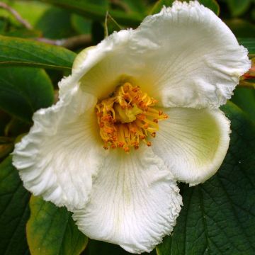 Stewartia pseudocamellia Koreana