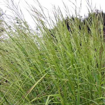 Stipa extremiorientalis - Stipe