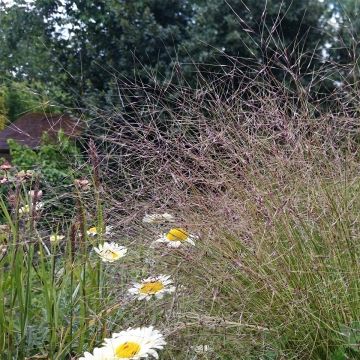 Stipa arundinacea