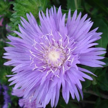 Stokesia laevis Purple Parasols - Bleuet d'Amérique