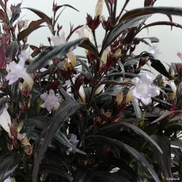 Strobilanthes anisophyllus Brunetty