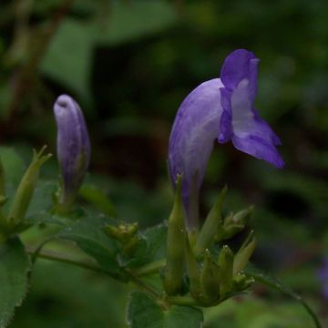 Strobilanthes attenuata - Strobilanthe