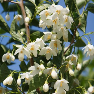 Styrax japonicus June snow - Styrax japonais