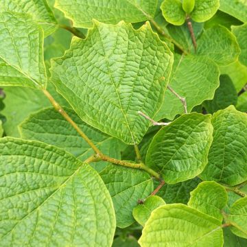 Styrax shiraiana                        