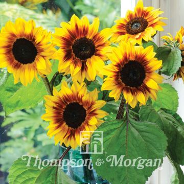 Graines de Tournesol Helios Flame F1 - Helianthus annuus