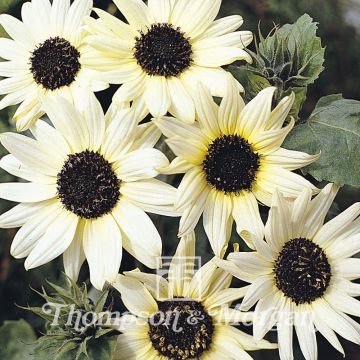 Graines de Tournesol Italian White - Helianthus annuus