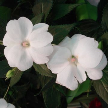 Impatiens SunPatiens compact Blanc