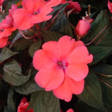 Impatiens Sunpatiens compact coral