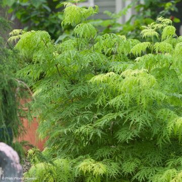 Sureau Lemony Lace - Sambucus racemosa