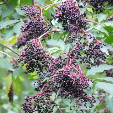 Sureau noir - Sambucus nigra Haschberg