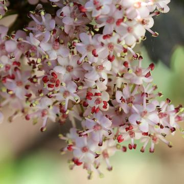 Sureau noir - Sambucus nigra Black Tower