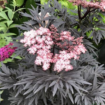 Sureau noir - Sambucus nigra Straight Laced