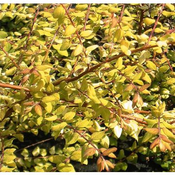 Symphoricarpos chenaulti  Brain de Soleil - Symphorine