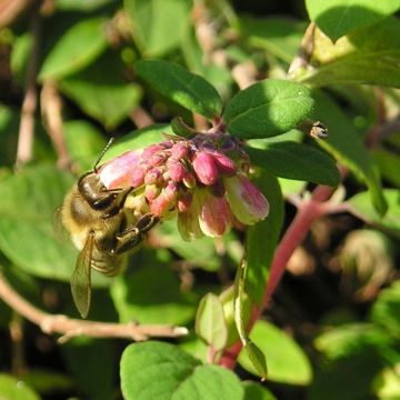 Symphoricarpos chenaultii - Symphorine de Chenault