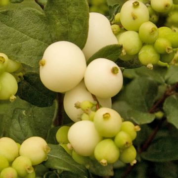 Symphorine - Symphoricarpos doorenbosii White Hedge