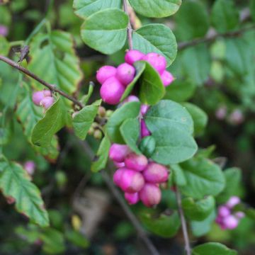 Symphorine - Symphoricarpos doorenbosii Magic Berry