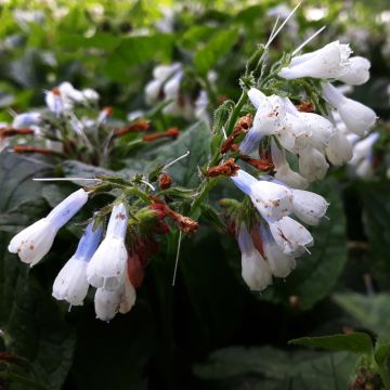 Consoude à grandes fleurs - Symphytum Hidcote Blue