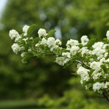 Gaultheria procumbens - Gaulthérie couchée