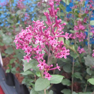 Syringa Bloomerang Dark Purple - Lilas nain hybride remontant