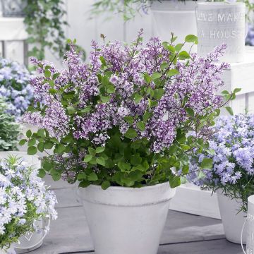Lilas nain - Syringa meyeri Flowerfesta Purple