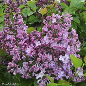 Lilas à fleurs de jacinthe - Syringa hyacinthiflora Maiden's Blush