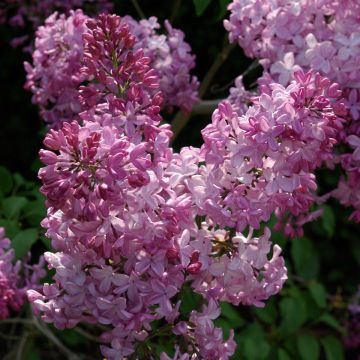 Lilas à fleurs de jacinthe Maiden's Blush - Syringa (x) hyacinthiflora 