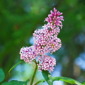 Syringa josikaea - Lilas de Hongrie