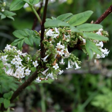 Syringa pinnatifolia - Lilas à feuilles pennées