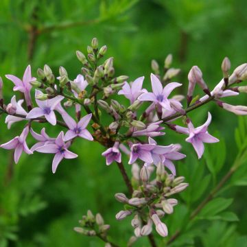 Lilas de Perse - Syringa persica Laciniata