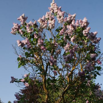 Lilas - Syringa vulgaris Katherine Havemeyer 