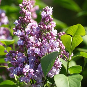 Lilas - Syringa vulgaris Michel Buchner