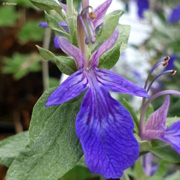 Teucrium Indyho - Germandrée arbustive