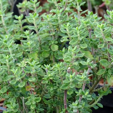 Teucrium lucidrys - Germandrée