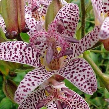 Lis Orchidée - Tricyrtis hirta Miyazaki