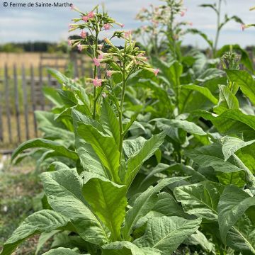 Tabac Gold Leaf Orinoco Bio - Ferme de Sainte Marthe - Nicotiana tabacum