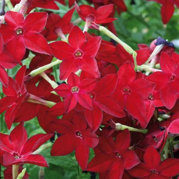 Tabac d'ornement Perfume Red - Nicotiana