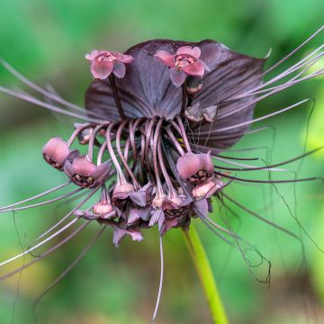 Tacca chantrieri - Fleur Chauve-souris