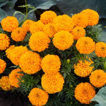 Graines d'Oeillet d’Inde Boy O Boy Orange - Tagetes patula